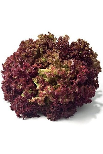 Fide Sepeti Kırmızı Kıvırcık Marul Tohumu 1gr 1 Paket