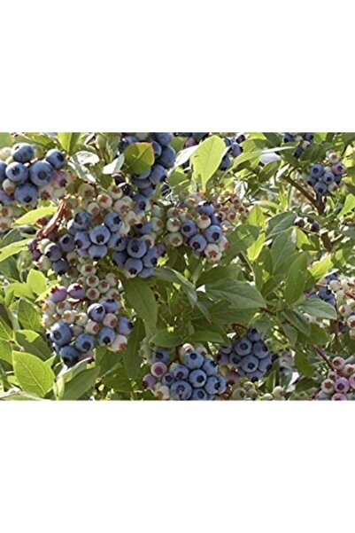 BURSATARIM Patriot Yaban Mersini Fidanı ( Mavi Yemiş)