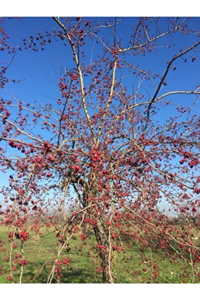 BURSATARIM Aşılı Alıç Fidanı