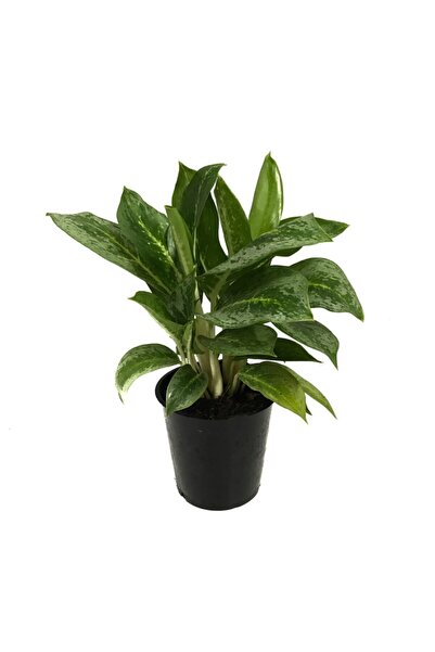 Betonish Aglaonema 'Key Lime' (Çin Herdemyeşil)