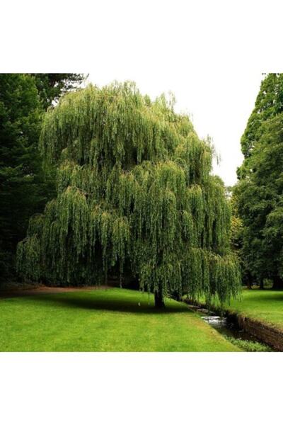 BURSATARIM Salkım Söğüt