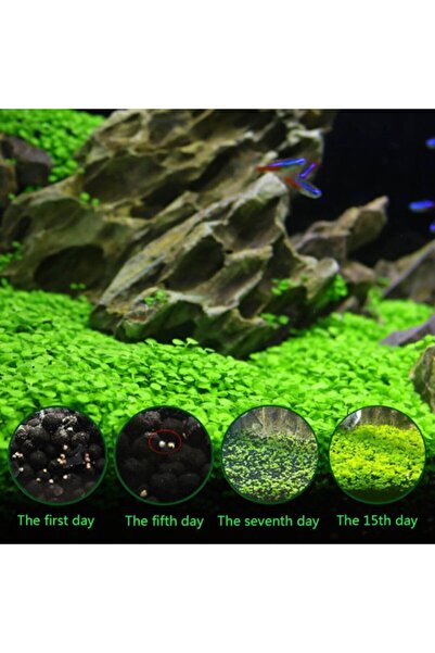 Akvaryum 50 Adet Su Yoncası Süs Bitkisi Tohumu