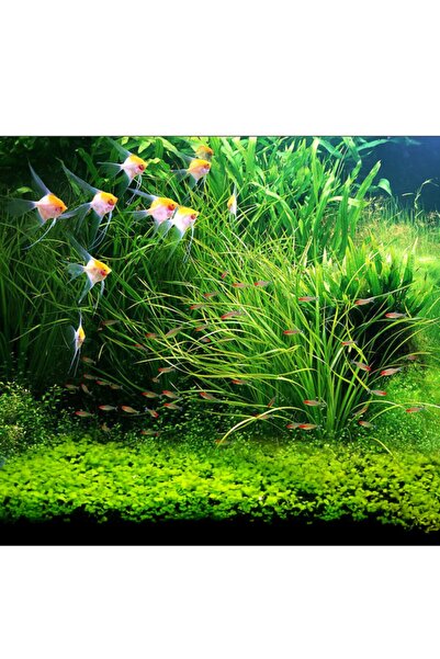 Akvaryum 50 Adet Aşk Çimi Bitki Tohumu + 50 Adet Hediye Tohum