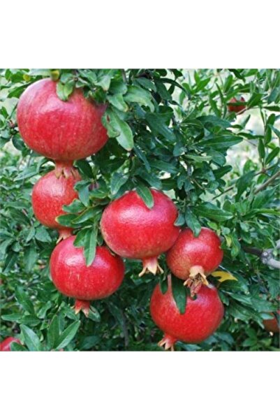 BURSATARIM Hicaz Nar Fidanı