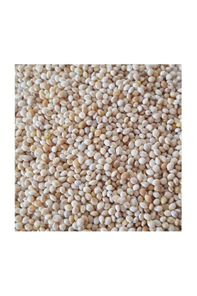 WODDY Muhabbet Kuşu Yemi Sade Ak Darı 1 Kg