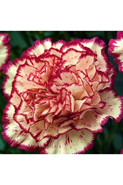 AnamurNaturel Katmerli Iri Karanfil Çiçeği Tohumu(100 Adet)