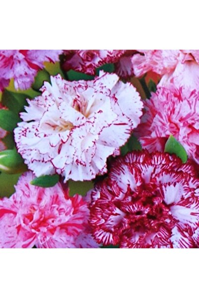 AnamurNaturel Lekeli Karanfil Çiçeği Tohumu (190 Tohum)