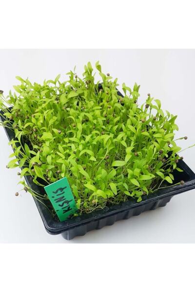 AnamurNaturel Şifa Kaynağı Kokulu Kişniş Fidesi (5 Adet)