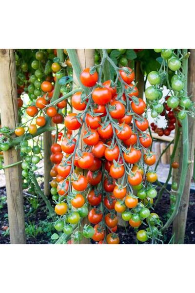 AnamurNaturel Verimi Çok Yüksek Sırık Depar Domates Fidesi(5 Adet)