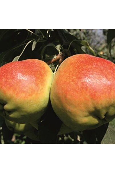 AnamurNaturel Tüplü Aşılı Tam Bodur Çok İri Meyveli Deveci Armut Fidanı