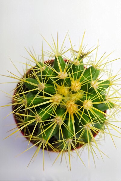 Toptan Kaktüs Echinocactus Grusonii Altın Fıçı 8.5 Cm Kırmızı Saksıda