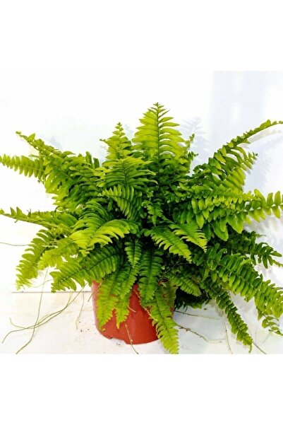Fintarla Nephrolepis Exaltata Aşk Merdiveni Bitkisi Salon Ev Ofis Bitkisi
