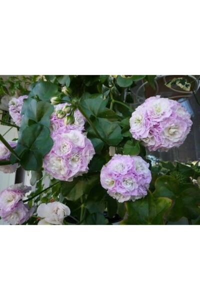 LOBELYA TOHUMCULUK 10 Adet Lila-beyaz Renkli Gül Sardunya Çiçeği Tohumu