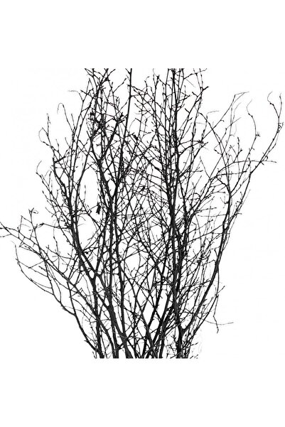 Elioure Siyah Gürgen Dalı, 60-80 cm, Doğal ve Estetik Bitki Parçası