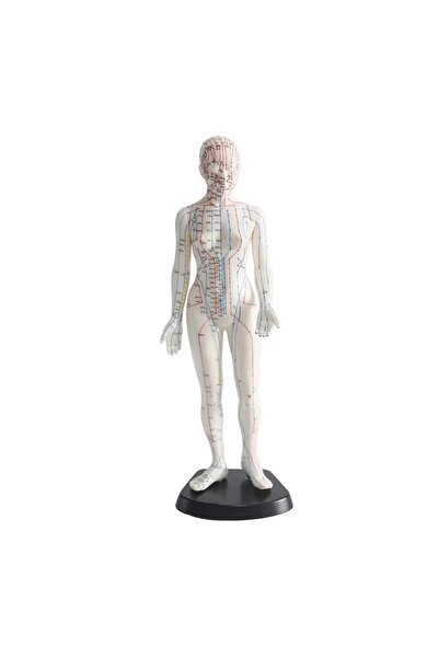 MAXİ Kadın Akupunktur Maketi Model 56