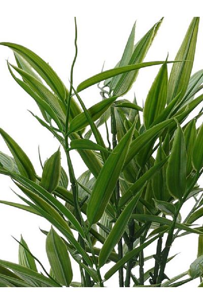 Koopman Artificial Bamboo plant, Azay Design, thin green leaves and green cement pot, H 48cm