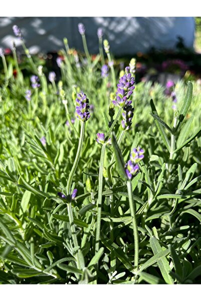 nazlı çiçekçilik Kokulu Lavanta Fidesi 0,7 lik Saksıda