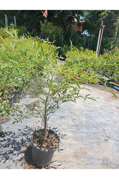 sıla peyzaj ve çiçekçilik 🍁 Nandina Domestica – Cennet Bambusu