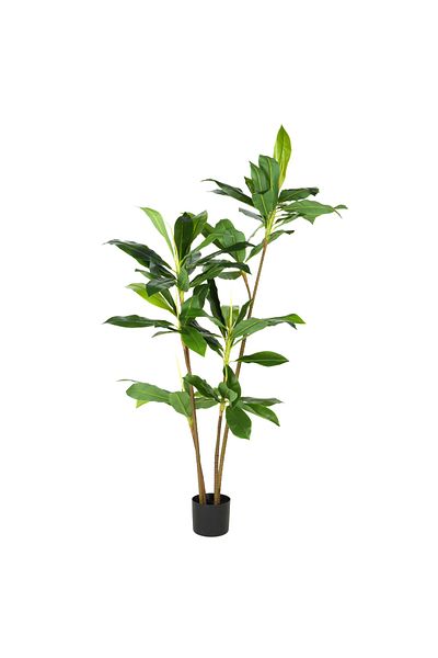 DESİGN Artificial Cordyline Plant, Azay Design, with multiple stems and dark green leaves, H 175 cm
