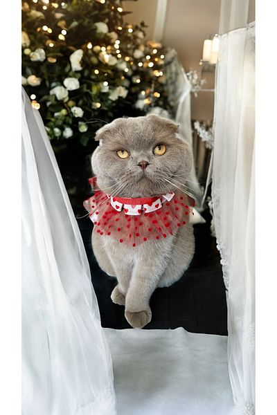 THE İLKİN TOKA Red Tulle Heart Pattern Design Cat Collar and Small Breed Dog Collar
