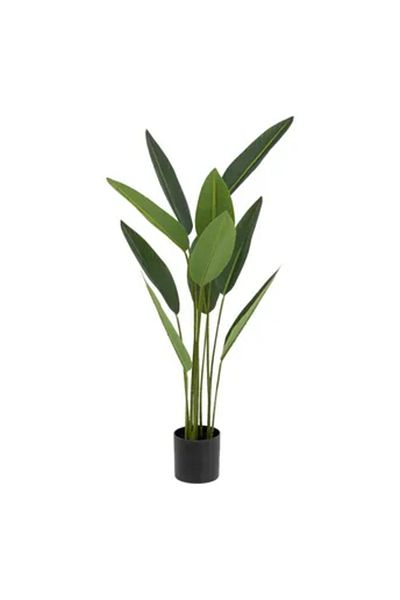 Atmosphera Tropical Boudoir Strelitzia with Plastic Pot (H. 97 cm)