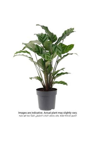 Own Siji Calathea (9 x 11 x 40 cm)