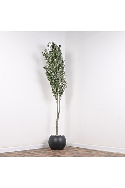 NO N4ME Olive Tree in Black Plastic Pot 210cm
