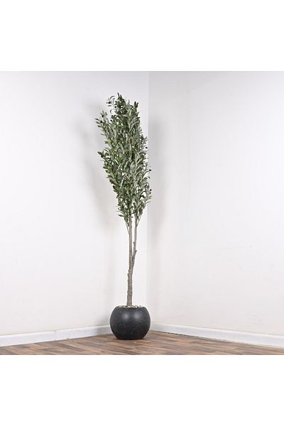 NO N4ME Olive Tree in Black Plastic Pot 210cm