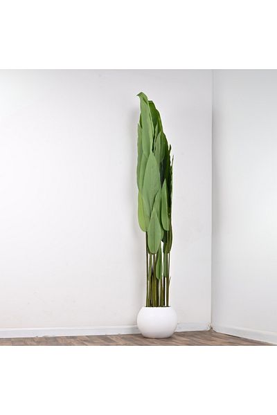 NO N4ME Tree of Bird of Paradise with White Plastic Pot 210cm