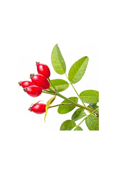 Mimoza Dikensiz Yediveren Kuşburnu Fidanı 10-20 cm