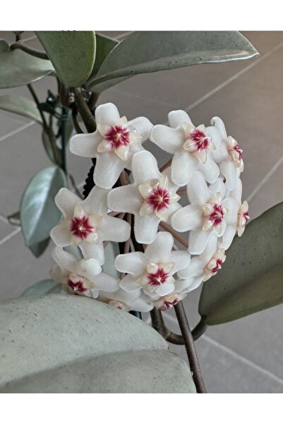 PLANT Hoya Wilbur Graves Silver Mum Çiçeği