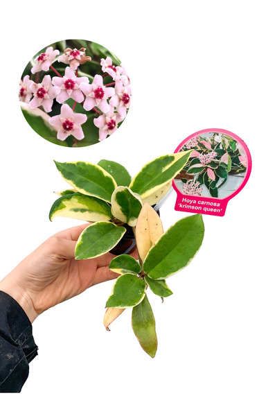 retro çiçekçilik Alacalı Mum Çiçeği Hoya Carnosa Krimson Queen