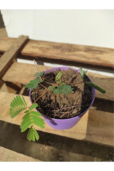 ADA ÇİÇEK EVİ Küstüm Çiçeği Mimosa Pudica 10-20 Cm