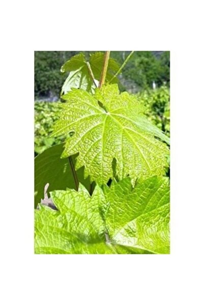 Genel Markalar Yapraklık Sarmalık Gölgelik Bağ Asma Fidanı 10-20 cm BFKLRUV8