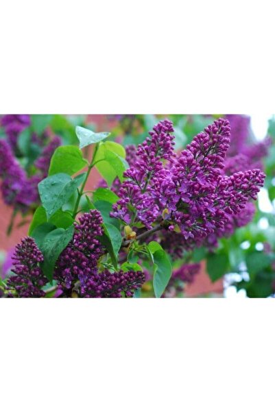 YAĞMUR BOTANİK Leylak Fidanı 50-100 Cm