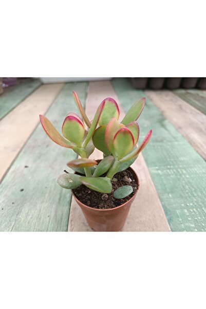 PLANTİS BOTANİK Crassula Ovata Hummels Sunset Para Ağacı Saksılı Sukulent 10-...