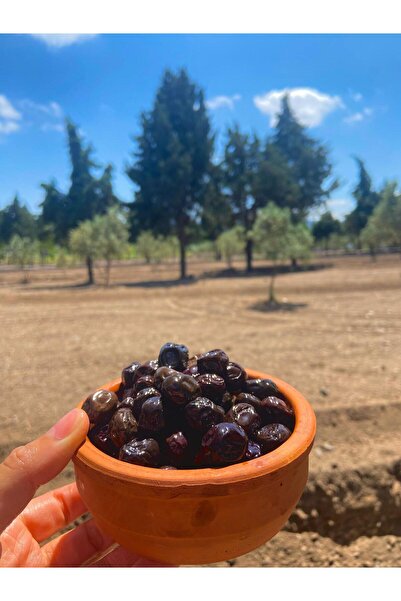 CERENAY ZEYTİNCİLİK Az Tuzlu Gemlik Yağlı Sele Sofralık Siyah Zeytin 291-320 ...