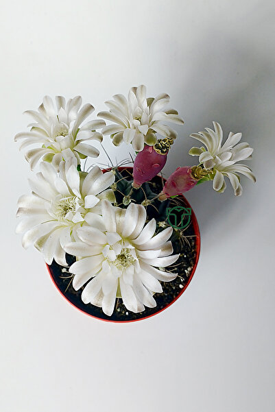 Toptan Kaktüs Bol Çiçek Açan Beyaz Çiçekli Gymnocalycium Kaktüs 8.5 cm Saksıda