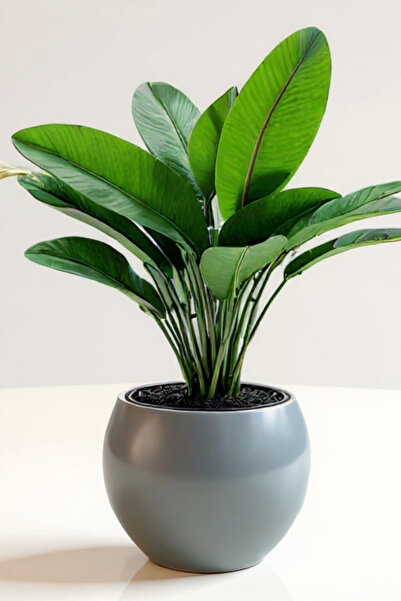 Bliss Dekoratif Modern Tasarım Küre Saksı Masaüstü Saksısı