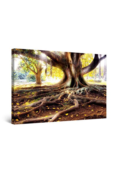 startonight Tablou DualView Startonight Radacini Batrane, 80 x 120cm