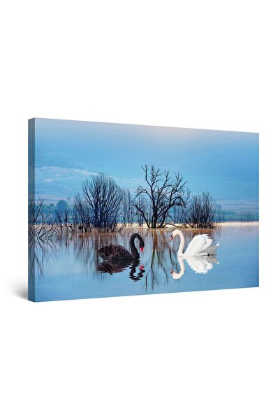 startonight Tablou DualView Startonight Lebede Alb Negru, 60 x 90cm