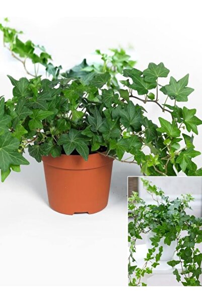 Gardenbox Canlı ve Formlu Yeşil Hedera Helix – 40-60 cm Saksılı Duvar Sarmaşığı