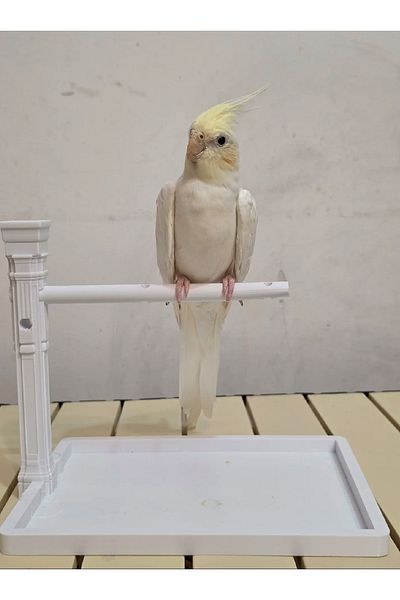 Bofen Budgie Cockatiel Bird Suitcase Antique Design (Plastic)