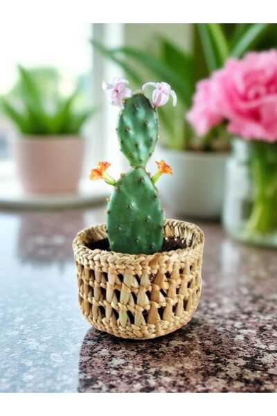 EM&MA DESİNG Mini Handleless Wicker Basket/Organizer Basket 10X10X7