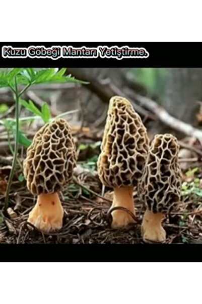 Mantarım Kuzu göbeği mantarı tohumu 100 gram ( Yetiştirme yönergesi ile)