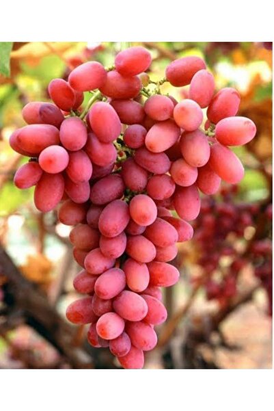 HİLAL TARIM ÇİFTLİĞİ Crimson üzüm fidanı tüplü (satıcı kısmında HİLAL TARIM y...