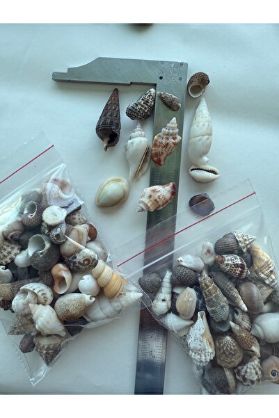 Seashell Rio 60 Adet Karışık Doğal Deniz Kabuğu (1-4 cm) – Akvaryum Fanus Teraryum Dekor – El İşi ve Süsleme İçin