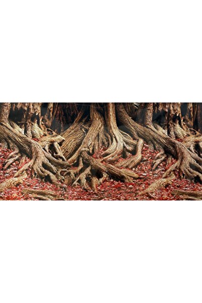 canlipetshop Arka fon Kırmızı Ağaç Kökü 50 Cm Uzunluk Yükseklik 30 Cm No 8010