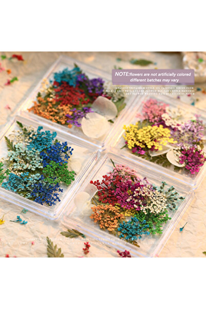 Choice 4 صناديق YX36 4 صناديق/طقم زخارف أظافر زهور مجففة حقيقية ذات شكل غير منتظم وزخارف نباتية صغيرة معلبة
