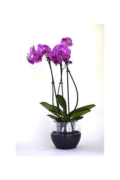 polivahome Buule Orkide Saksısı Beyaz 2 Litre 17cm Drenajlı Yuvarlak Kristal ...